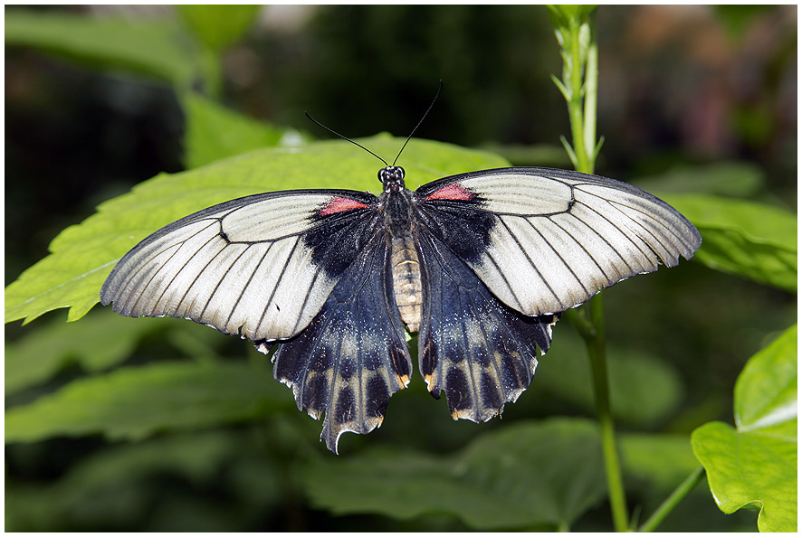 Butterflies